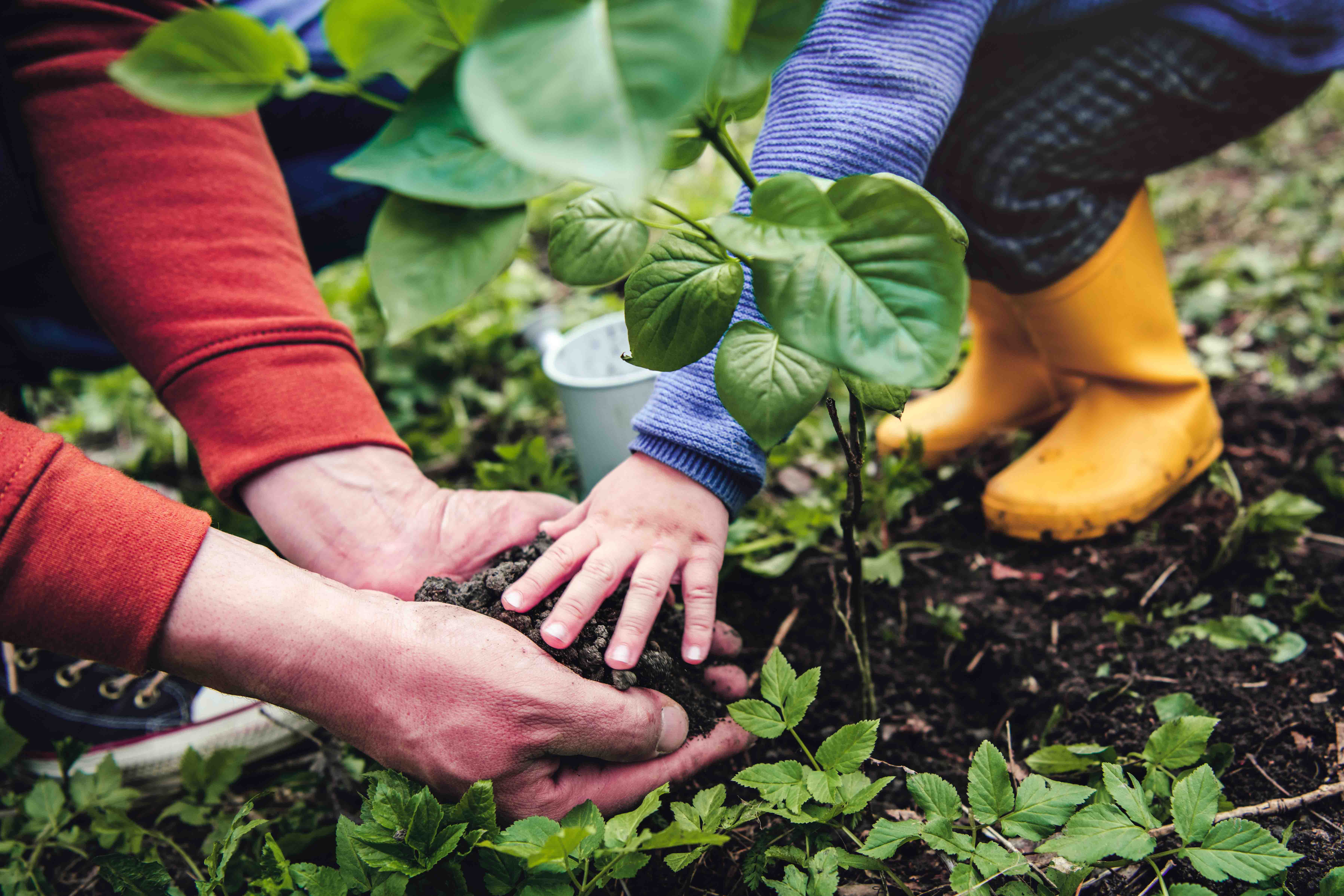 A family planting a garden