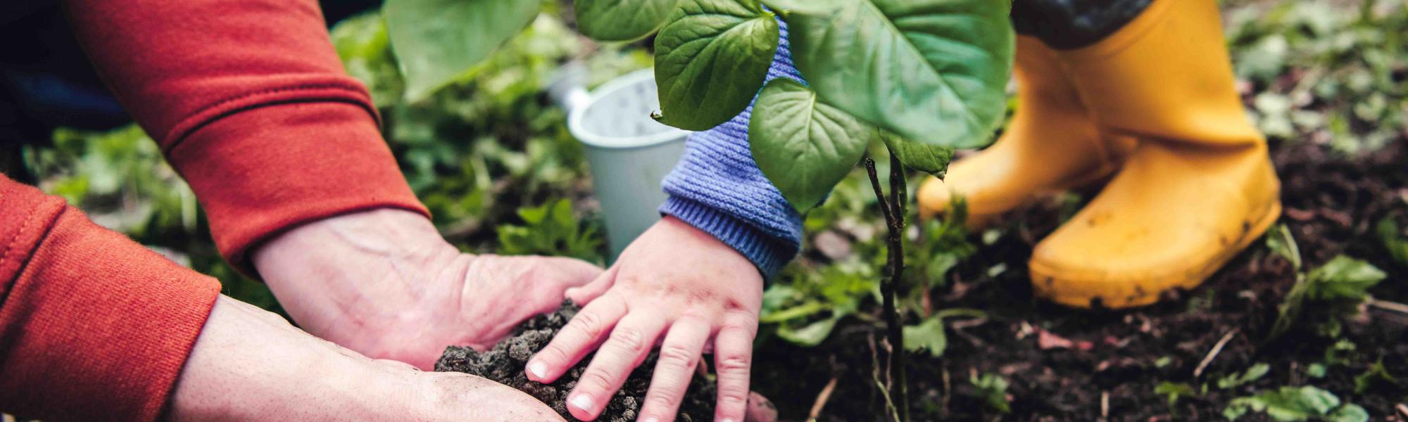 A family planting a garden