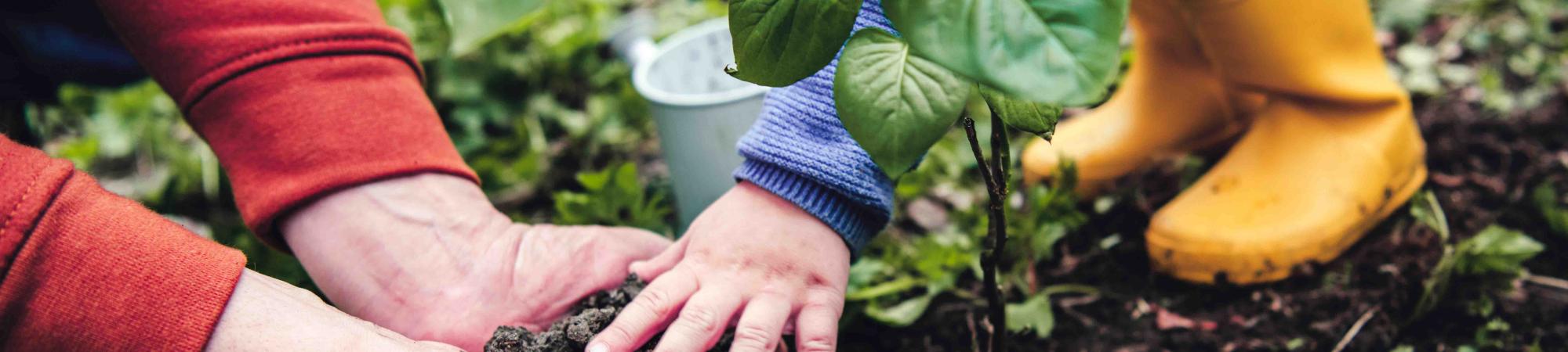 Family planting a garden